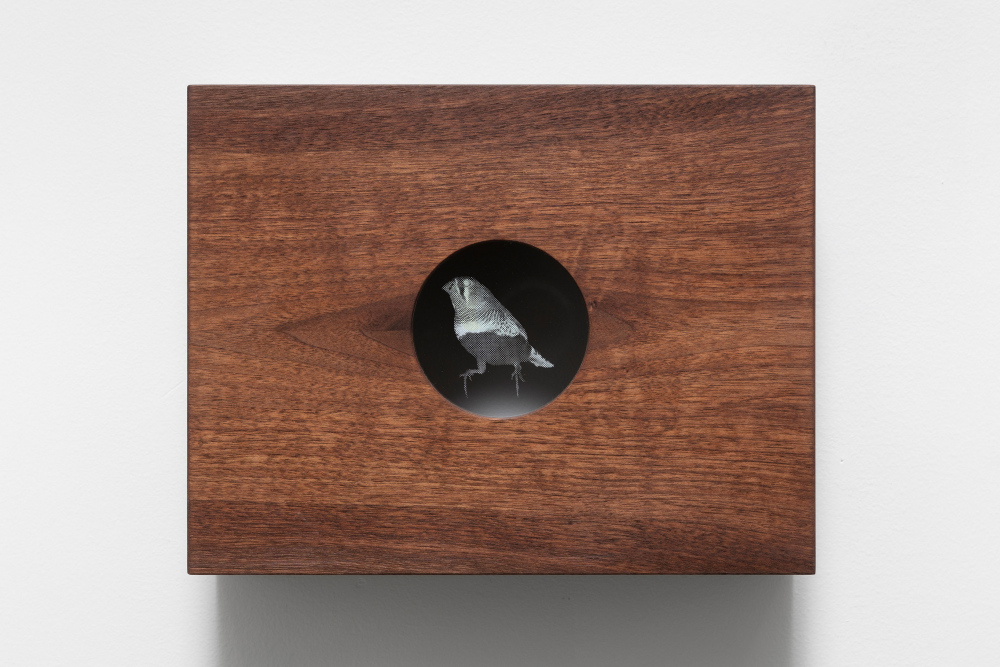 &amp;#160;&amp;#34;Zebra Finch 1&amp;#34;,&amp;#160;wood (walnut), wood carving, screen printed glass. 3 pieces.